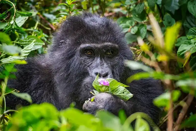 Uganda Gorilla Tour